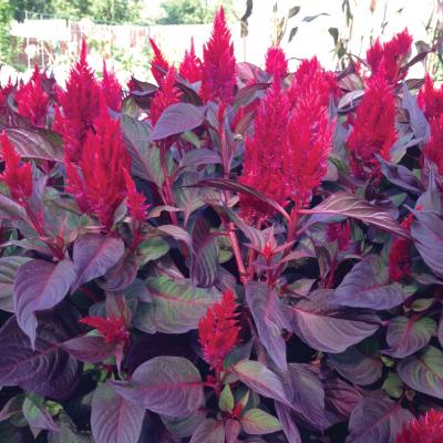Celosia New Look - View 17 from www redcrocus com