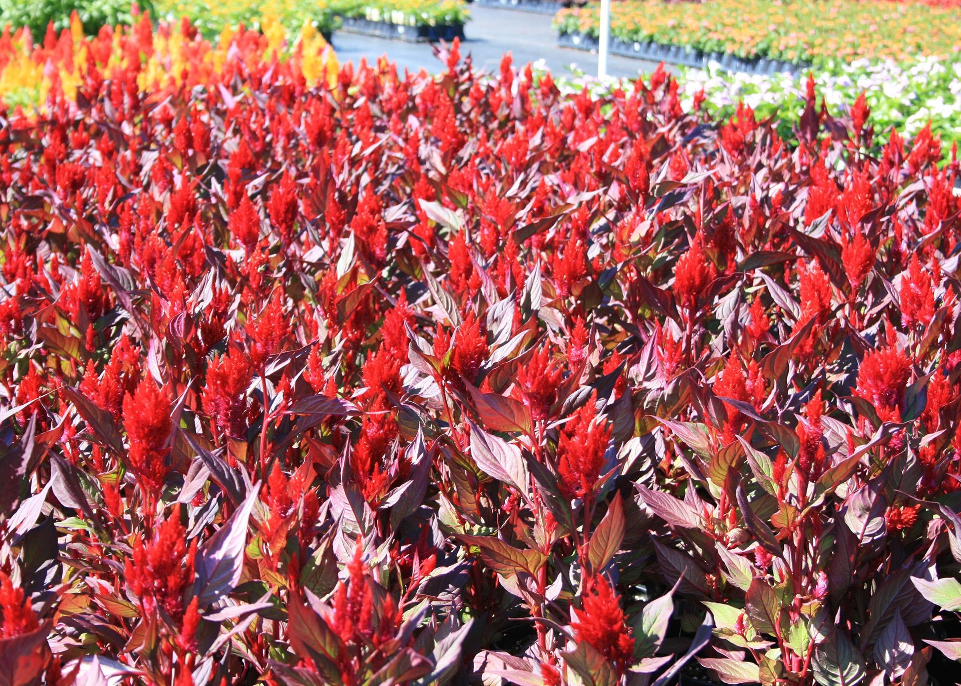 Celosia New Look - View 18 from www redcrocus com