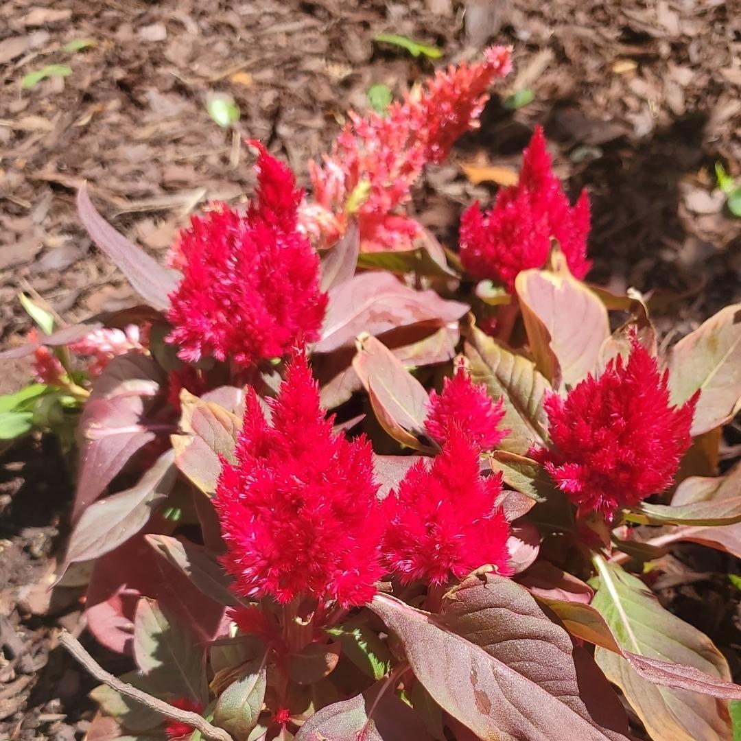 Celosia New Look - View 3 from www redcrocus com