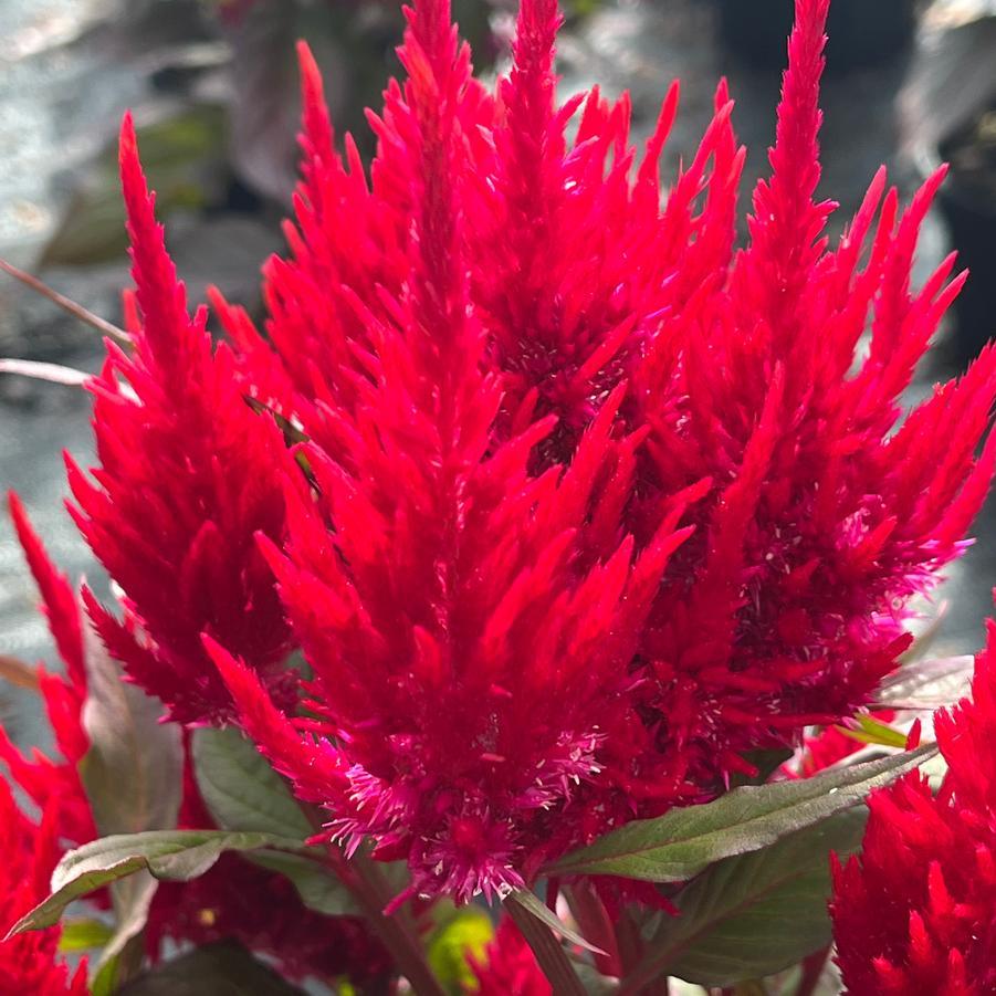 Celosia New Look - View 4 from www redcrocus com