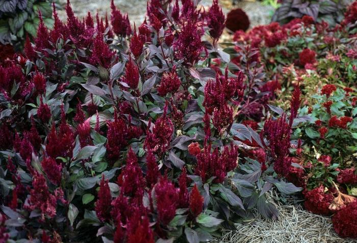 Celosia New Look - View 5 from www redcrocus com