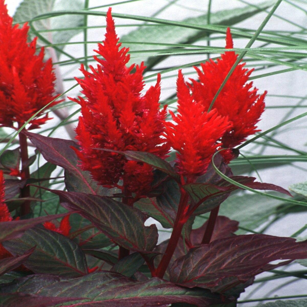 Celosia New Look - View 6 from www redcrocus com