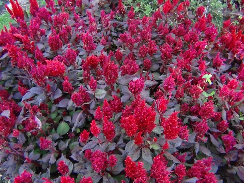 Celosia New Look - View 7 from www redcrocus com