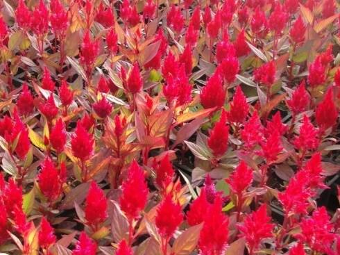 Celosia New Look - View 9 from www redcrocus com
