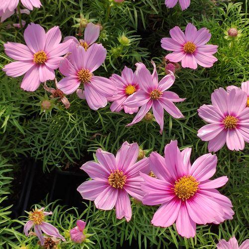 Cosmos Sonata Pink - View 10 from www redcrocus com