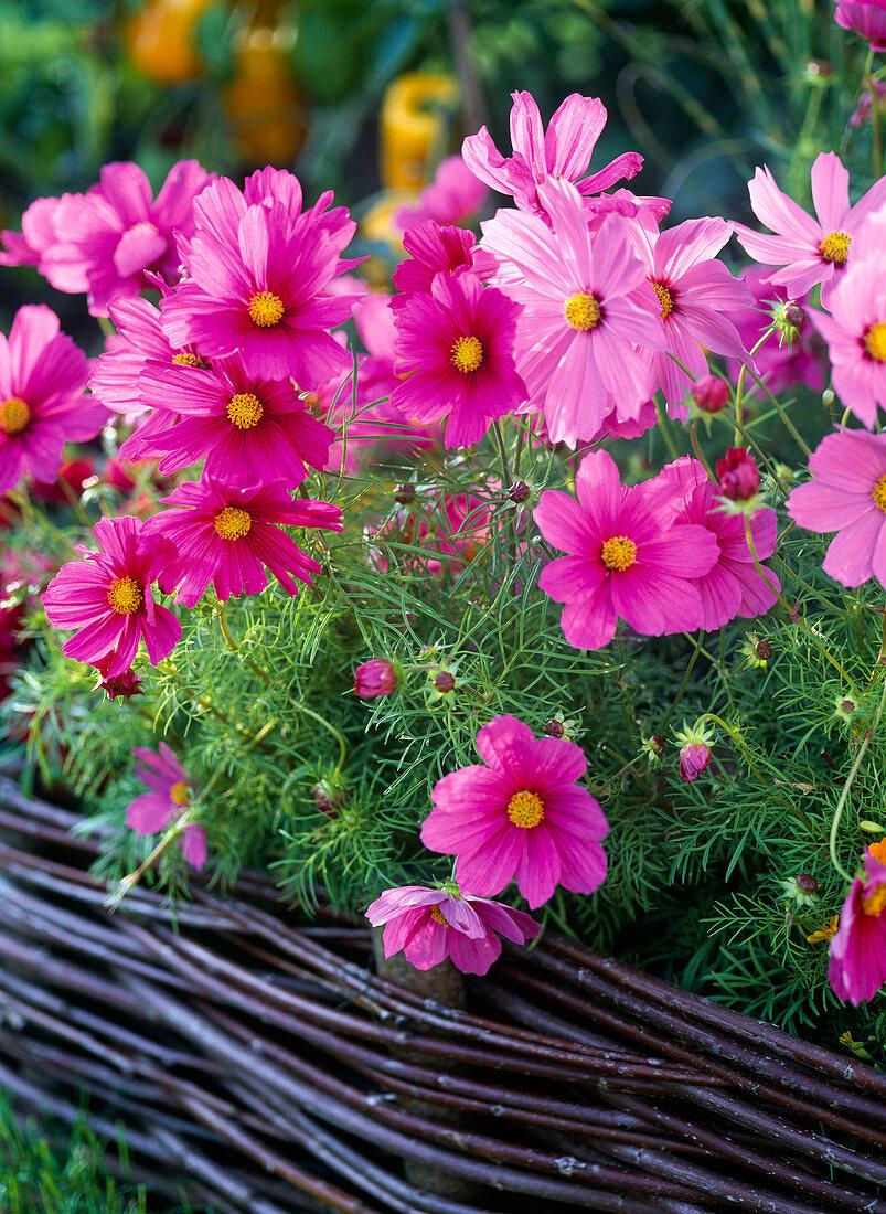 Cosmos Sonata Pink - View 11 from www redcrocus com