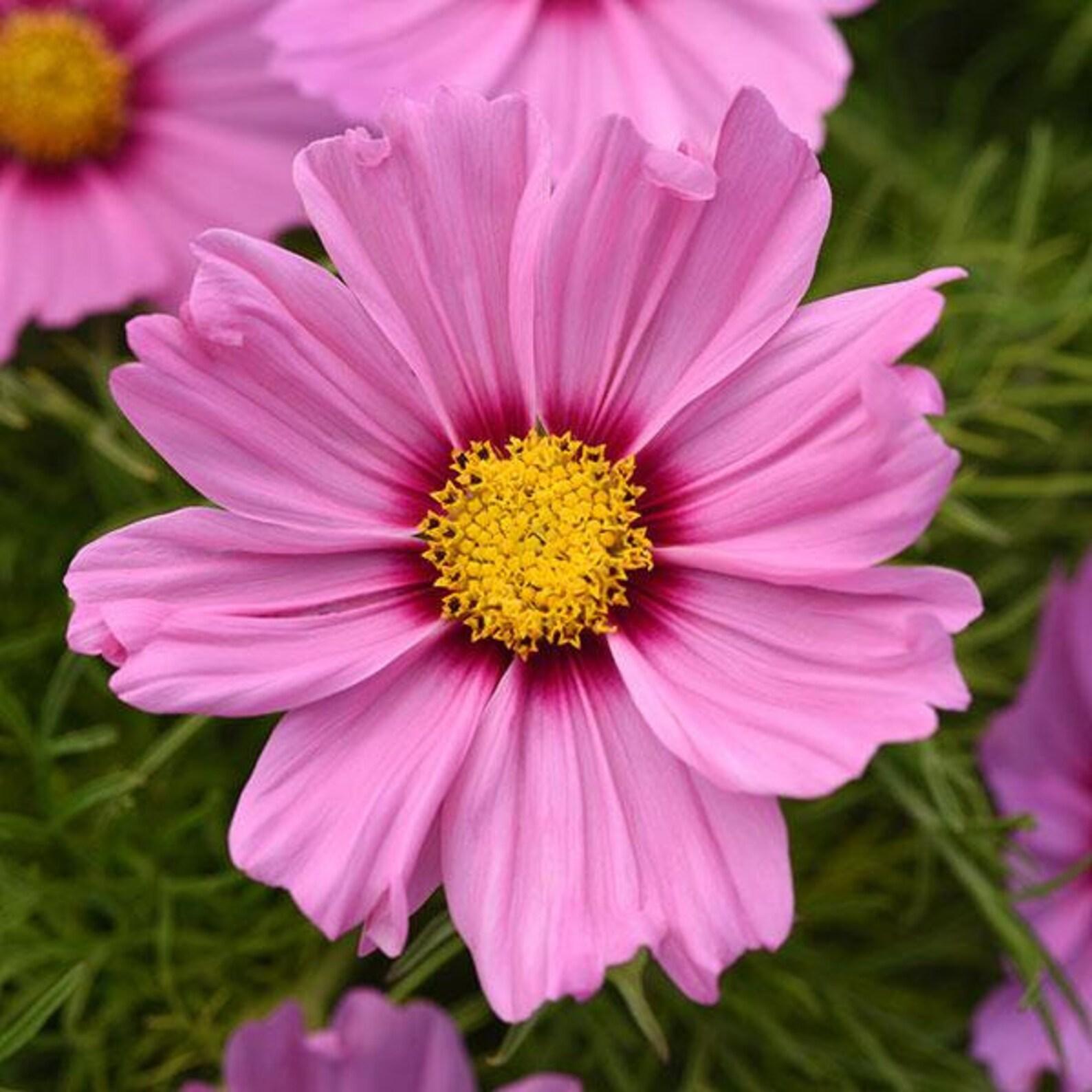 Cosmos Sonata Pink - View 12 from www redcrocus com