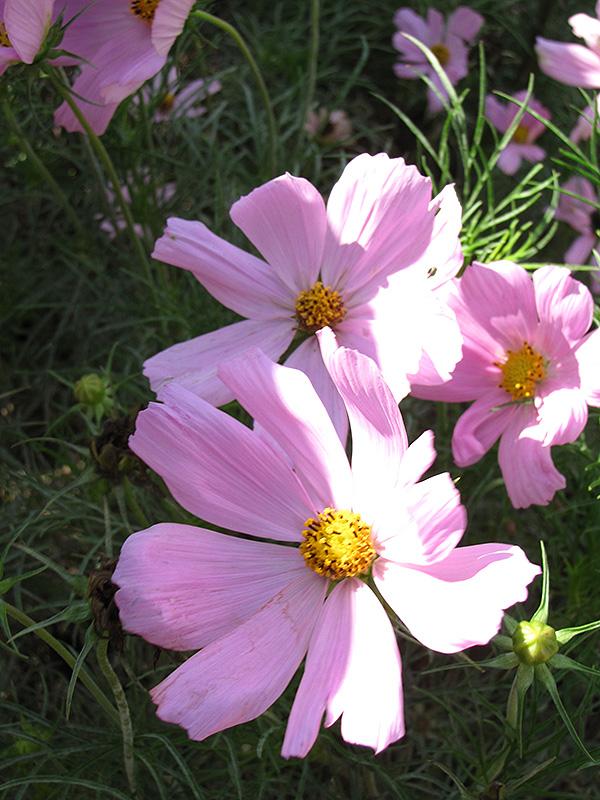 Cosmos Sonata Pink - View 13 from www redcrocus com