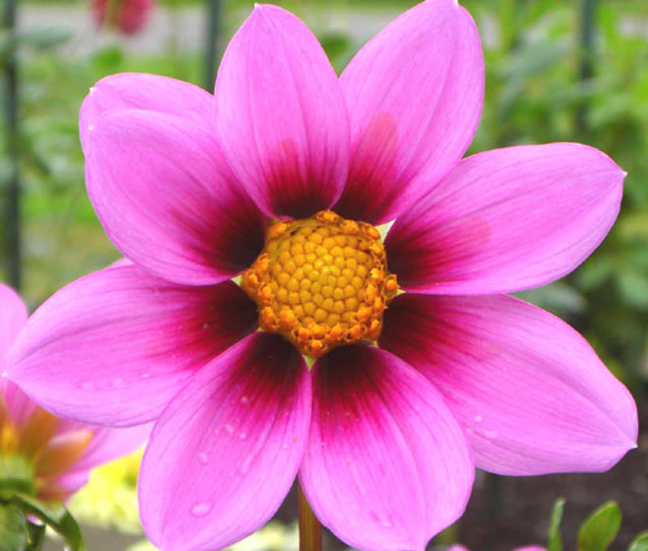 Cosmos Sonata Pink - View 14 from www redcrocus com
