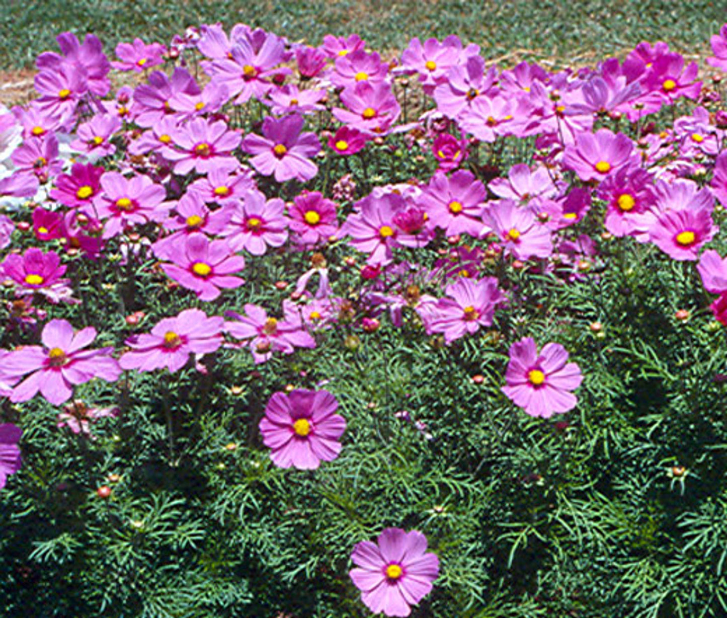 Cosmos Sonata Pink - View 15 from www redcrocus com