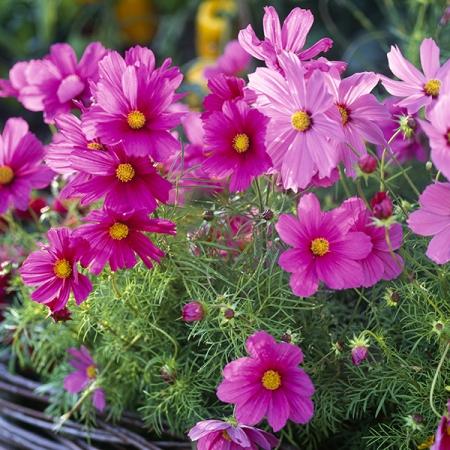 Cosmos Sonata Pink - View 16 from www redcrocus com