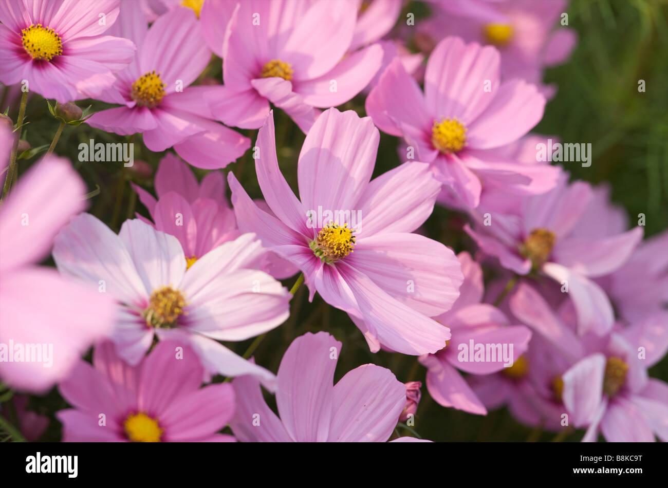Cosmos Sonata Pink - View 18 from www redcrocus com