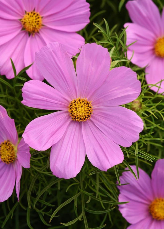 Cosmos Sonata Pink - View 1 from www redcrocus com