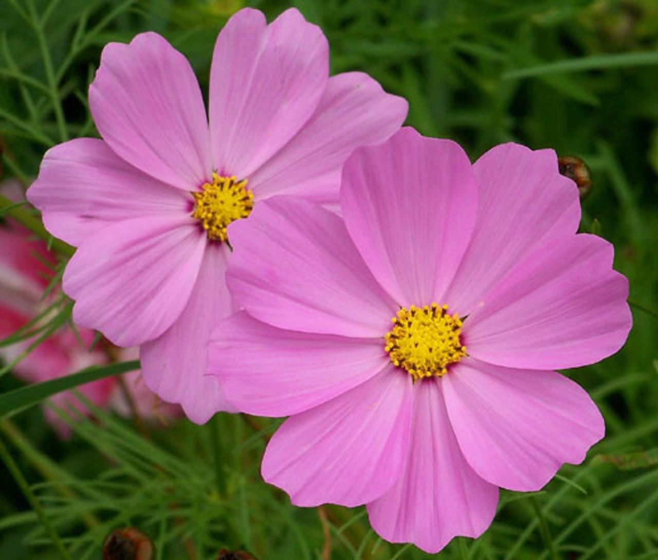 Cosmos Sonata Pink - View 2 from www redcrocus com