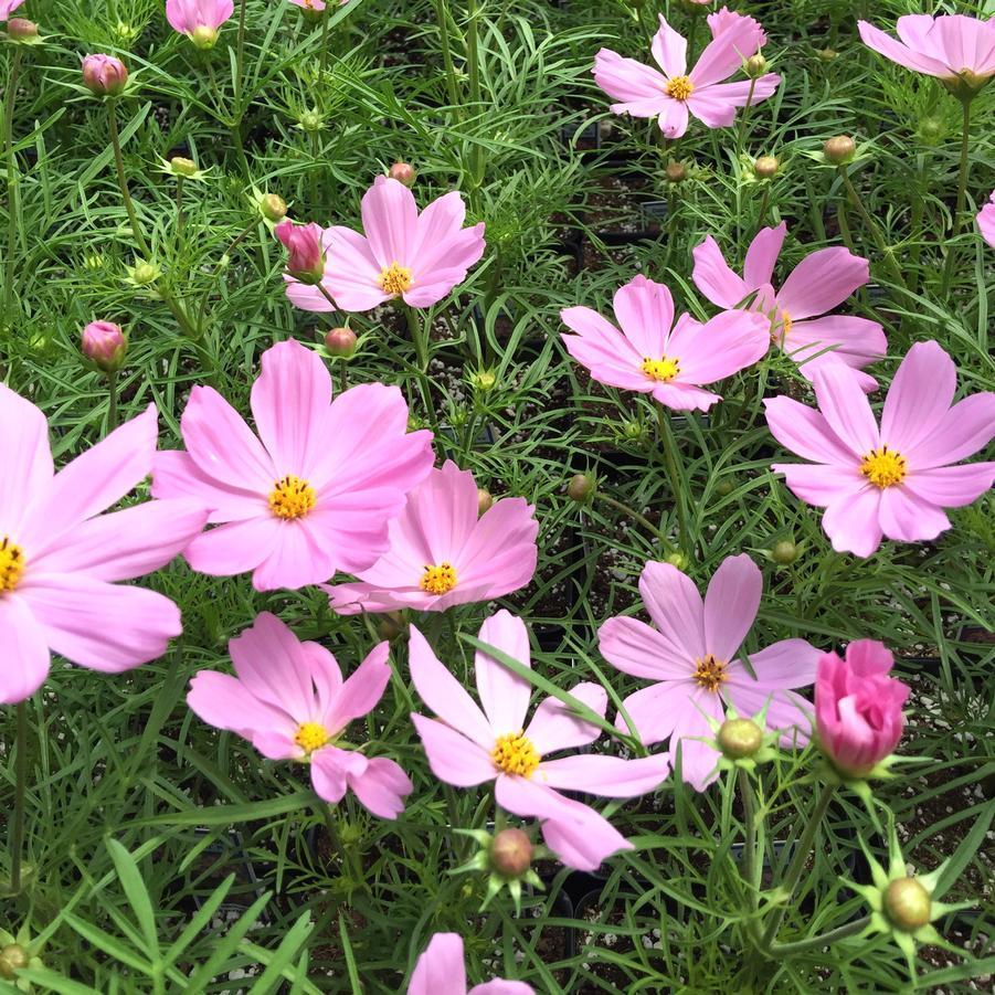 Cosmos Sonata Pink - View 3 from www redcrocus com