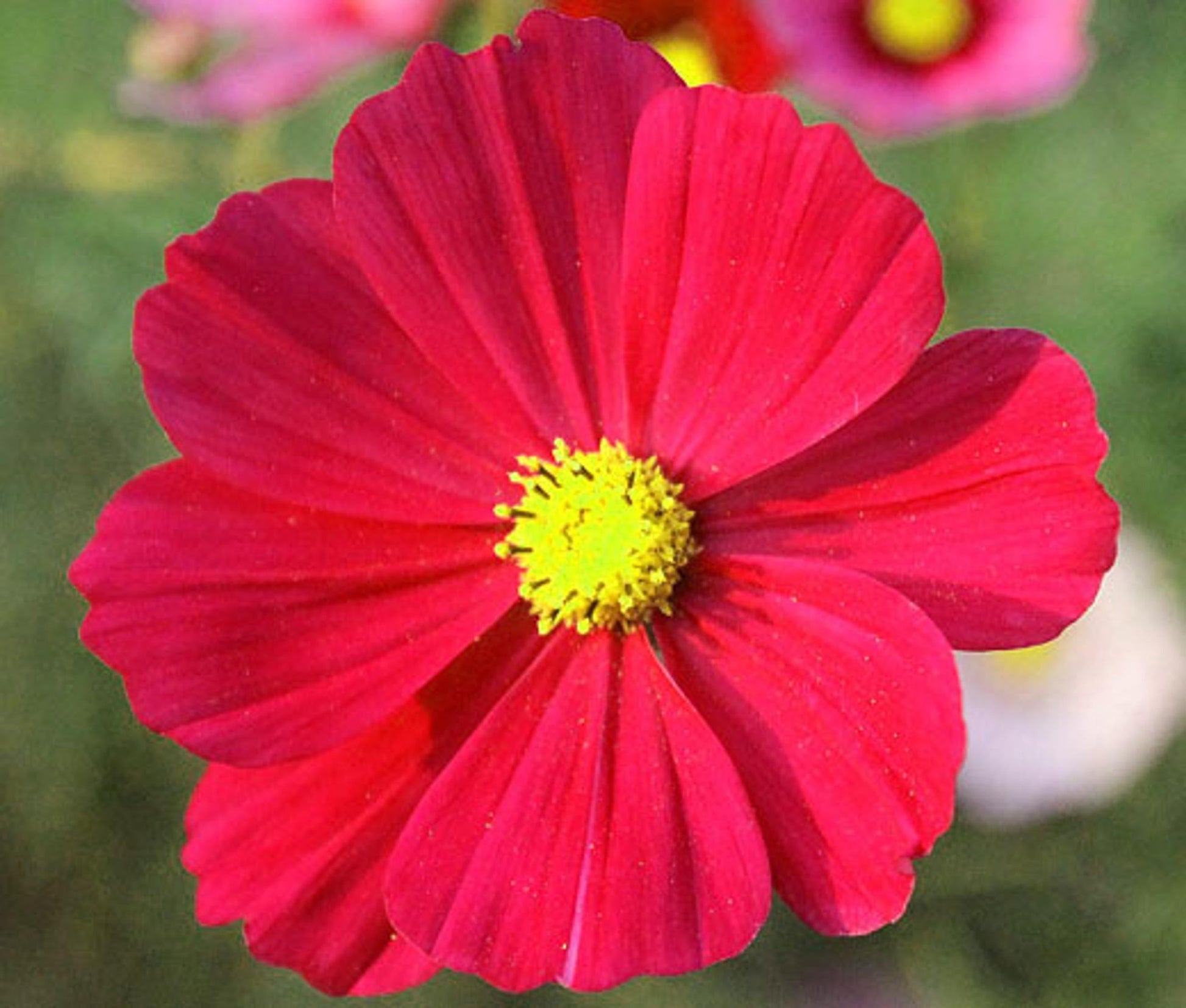 Cosmos Sonata Pink - View 4 from www redcrocus com
