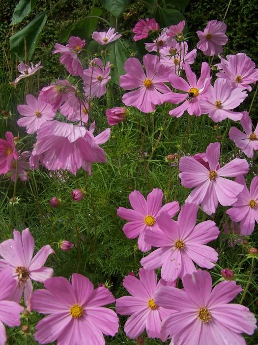 Cosmos Sonata Pink - View 8 from www redcrocus com