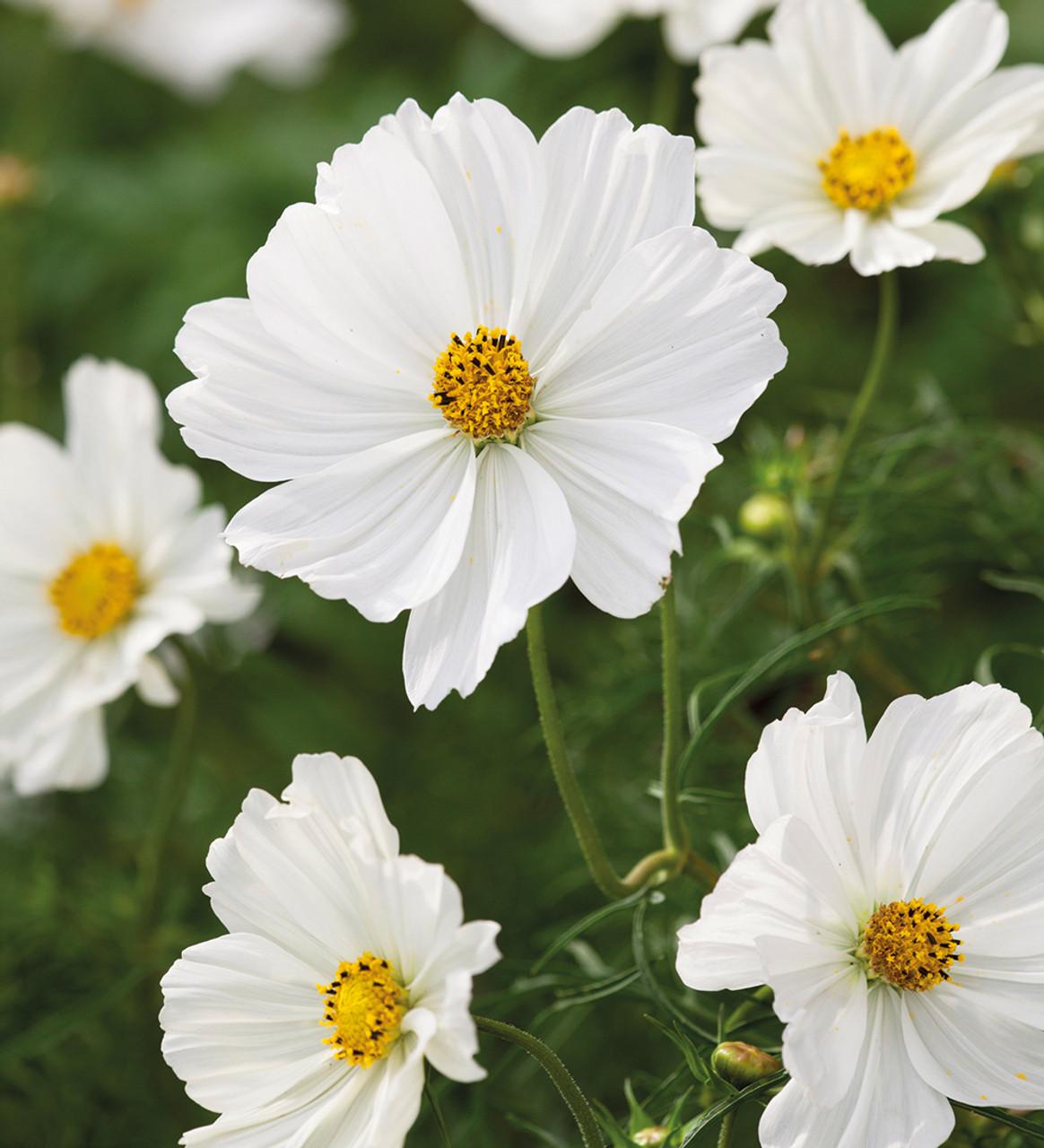 Cosmos Sonata White - View 10 from www redcrocus com
