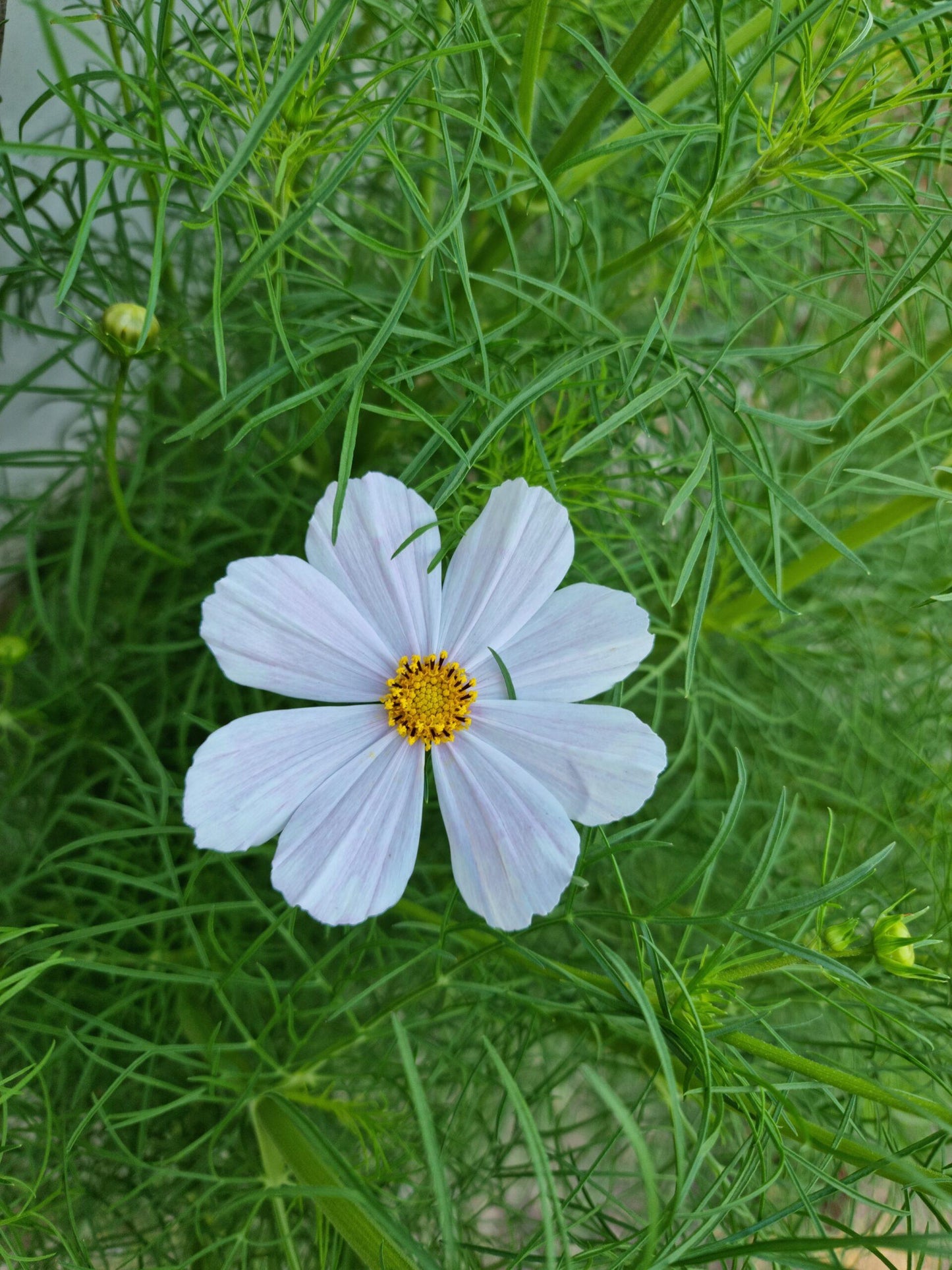 Cosmos Sonata White - View 11 from www redcrocus com