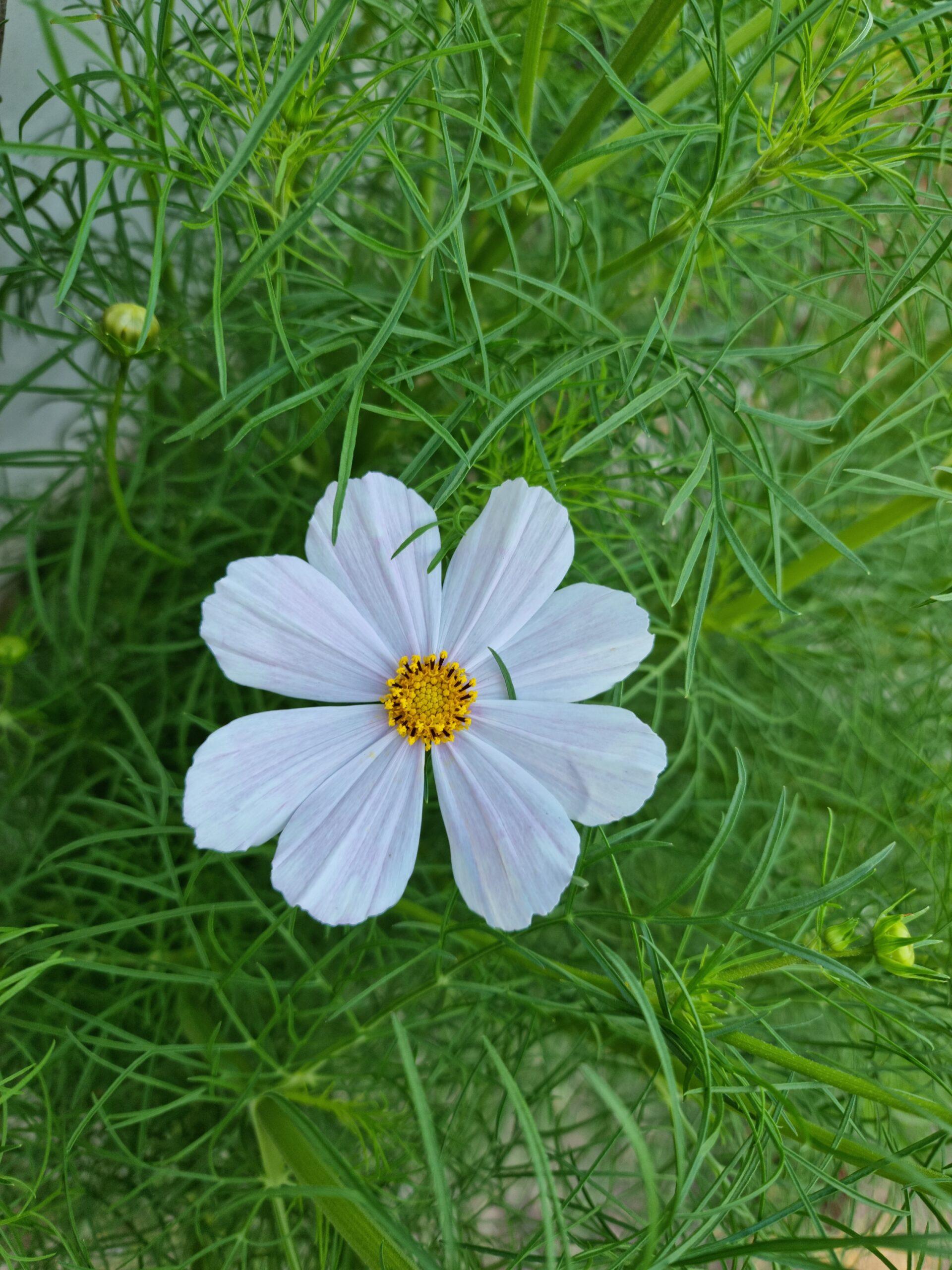 Cosmos Sonata White - View 11 from www redcrocus com