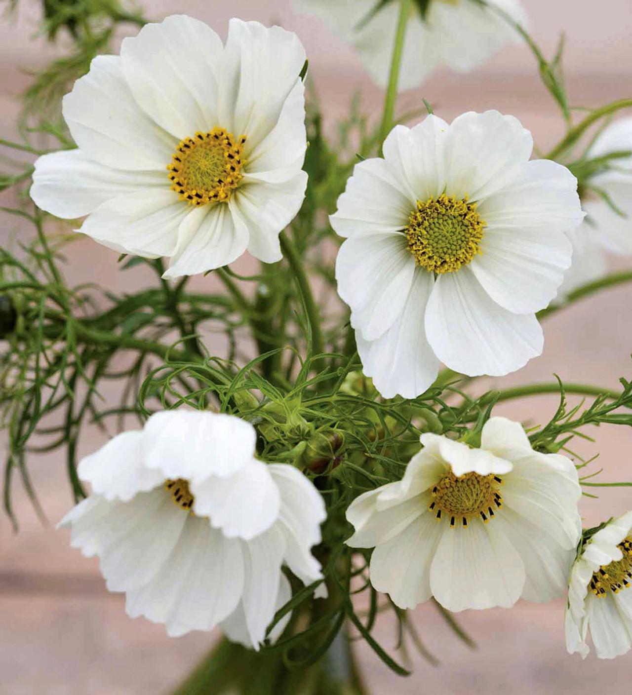 Cosmos Sonata White - View 13 from www redcrocus com