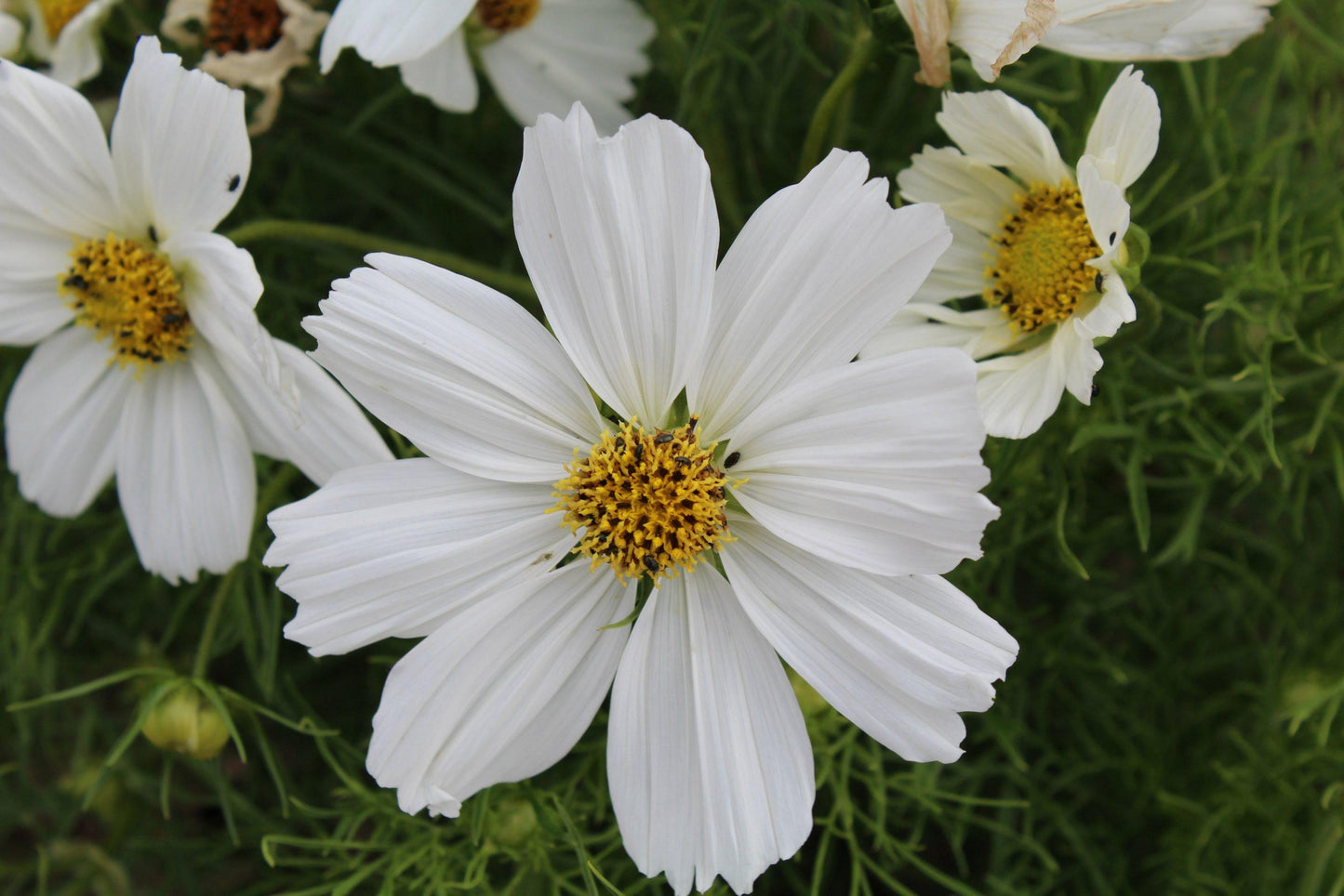 Cosmos Sonata White - View 14 from www redcrocus com