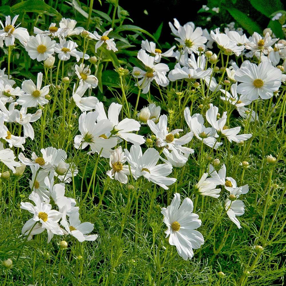 Cosmos Sonata White - View 15 from www redcrocus com