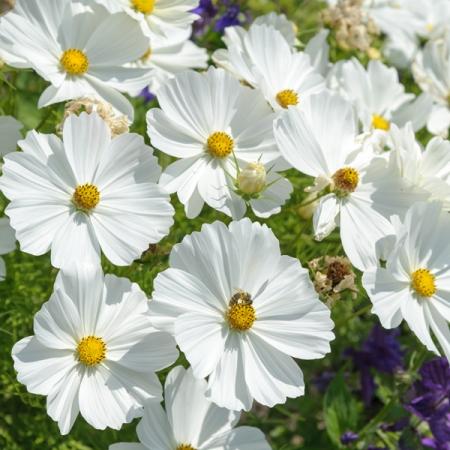 Cosmos Sonata White - View 16 from www redcrocus com