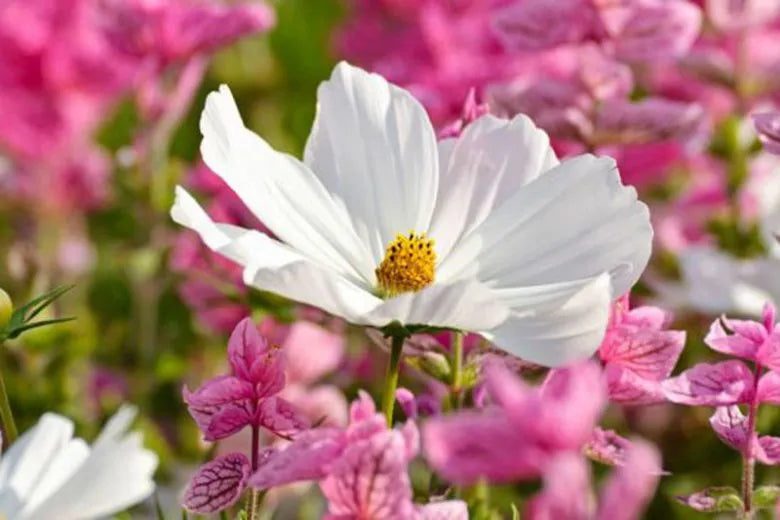Cosmos Sonata White - View 17 from www redcrocus com