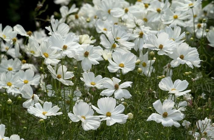 Cosmos Sonata White - View 18 from www redcrocus com