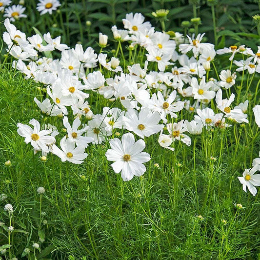 Cosmos Sonata White - View 1 from www redcrocus com