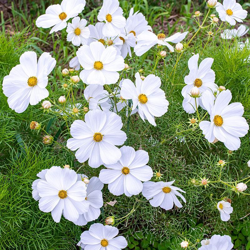 Cosmos Sonata White - View 2 from www redcrocus com