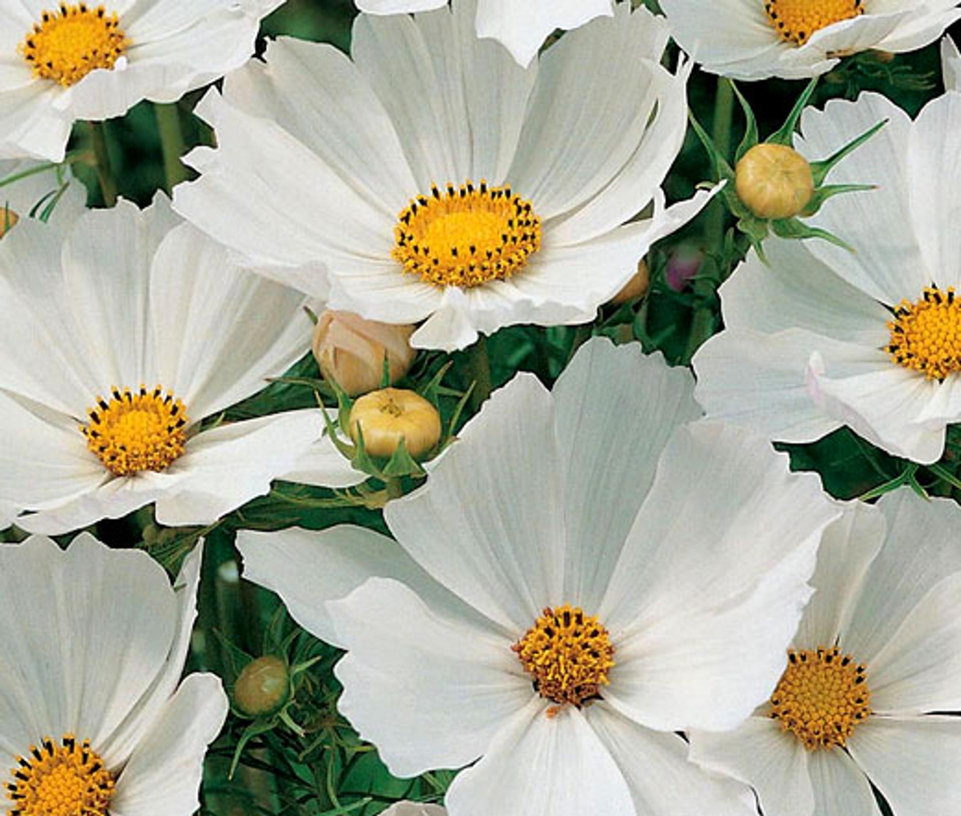 Cosmos Sonata White - View 3 from www redcrocus com