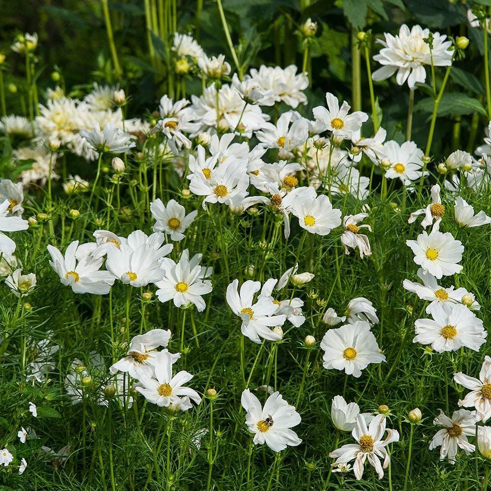 Cosmos Sonata White - View 4 from www redcrocus com