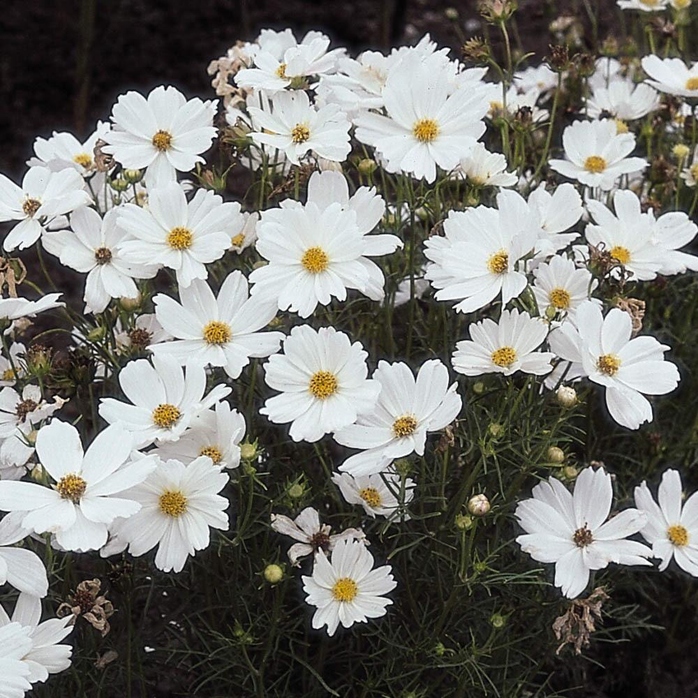 Cosmos Sonata White - View 6 from www redcrocus com