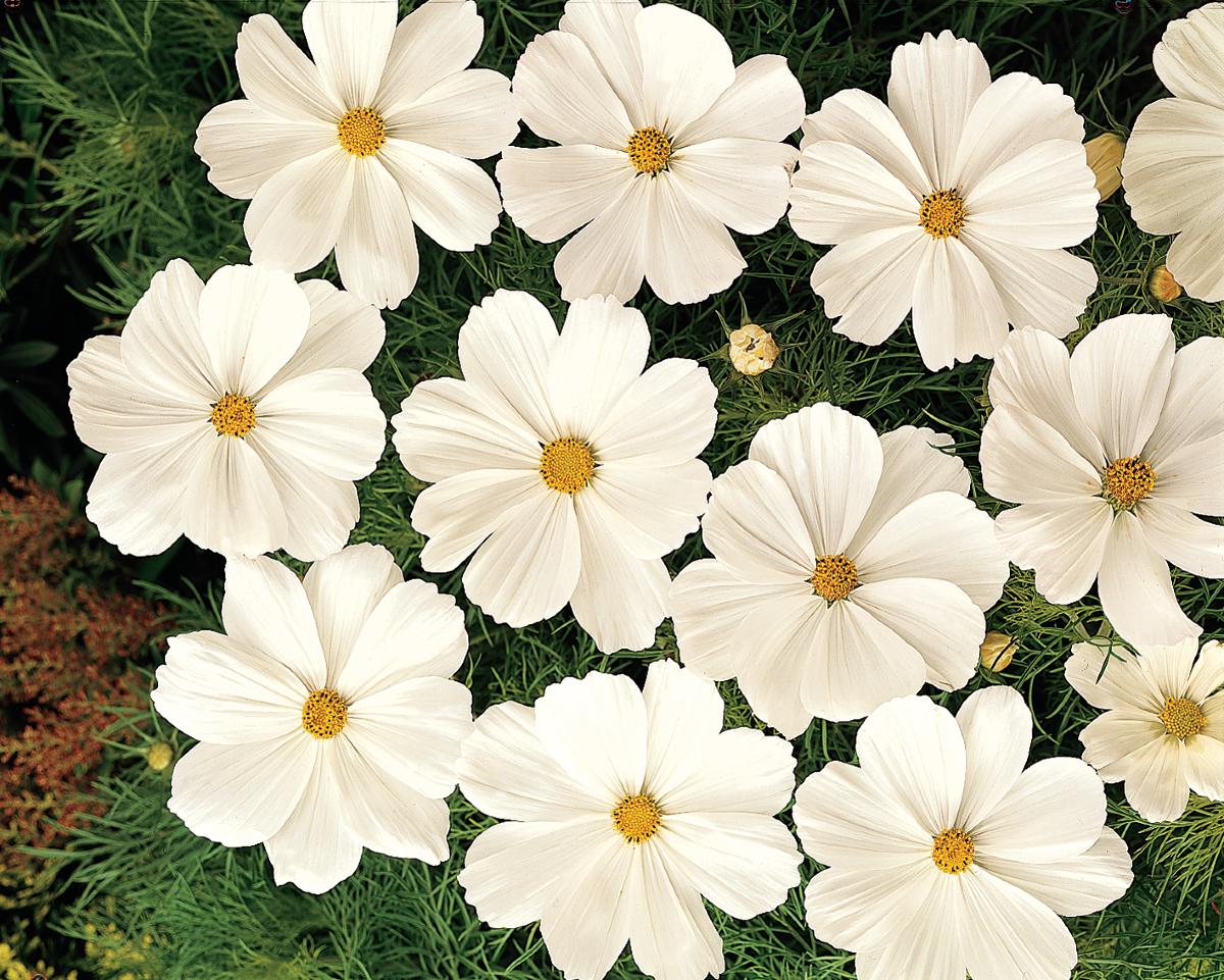 Cosmos Sonata White - View 8 from www redcrocus com