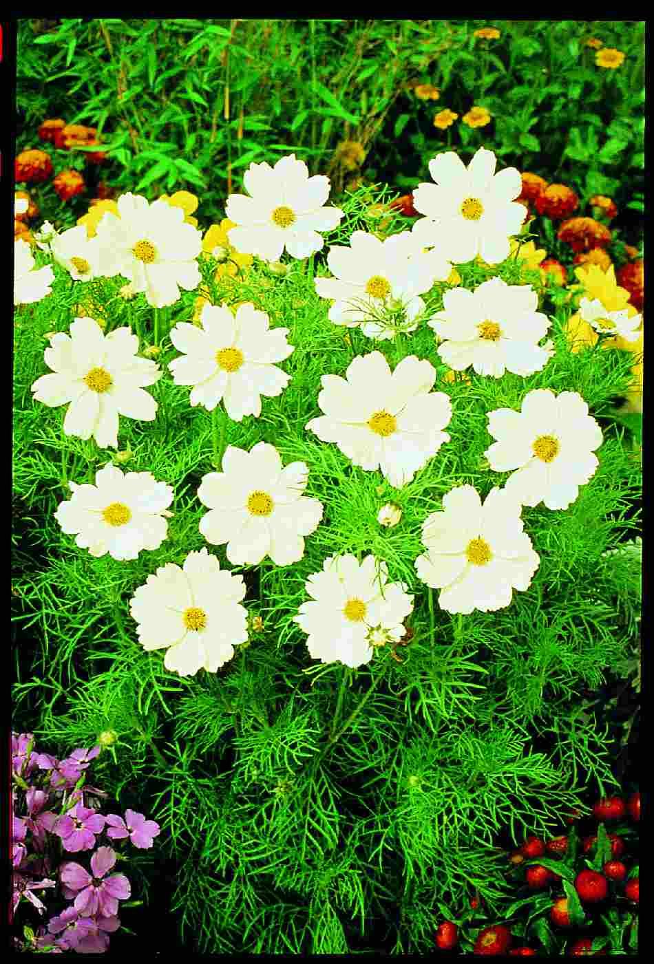 Cosmos Sonata White - View 9 from www redcrocus com