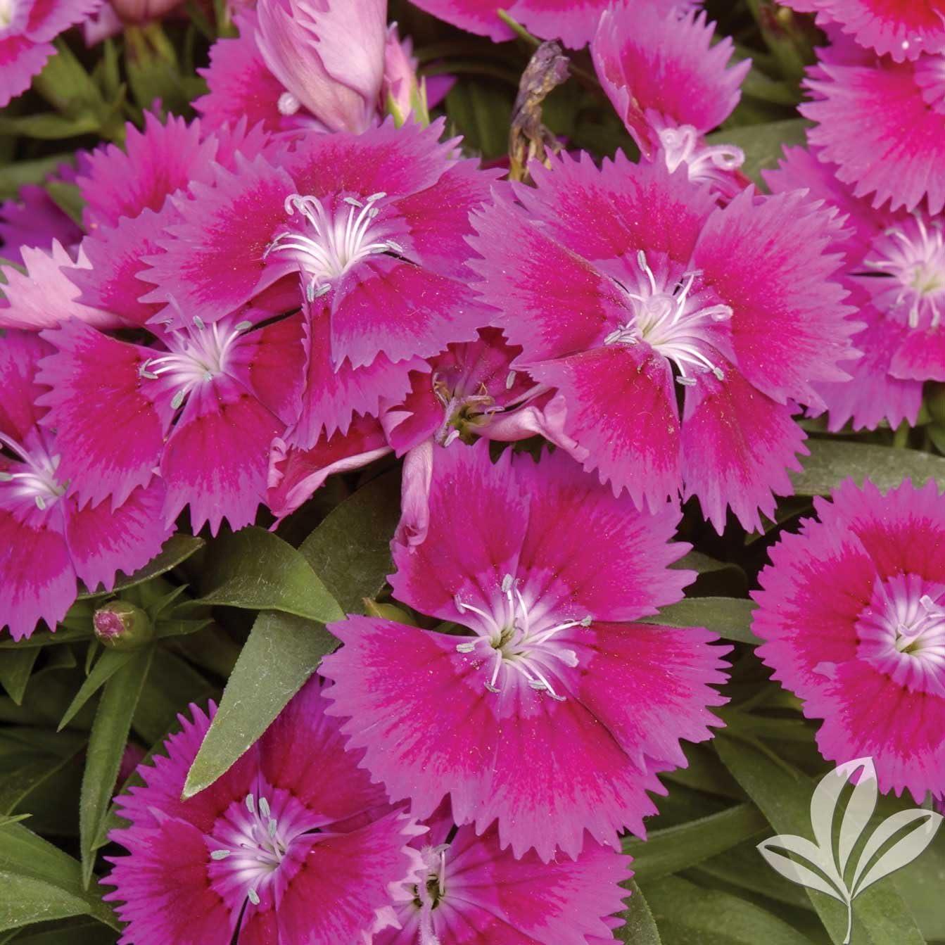 Dianthus Ideal Select Violet - View 10 from www redcrocus com