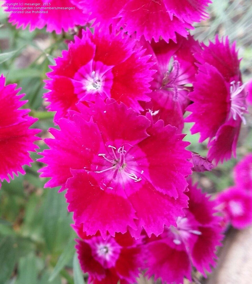 Dianthus Ideal Select Violet - View 11 from www redcrocus com