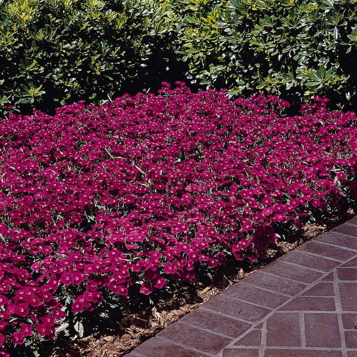 Dianthus Ideal Select Violet - View 12 from www redcrocus com