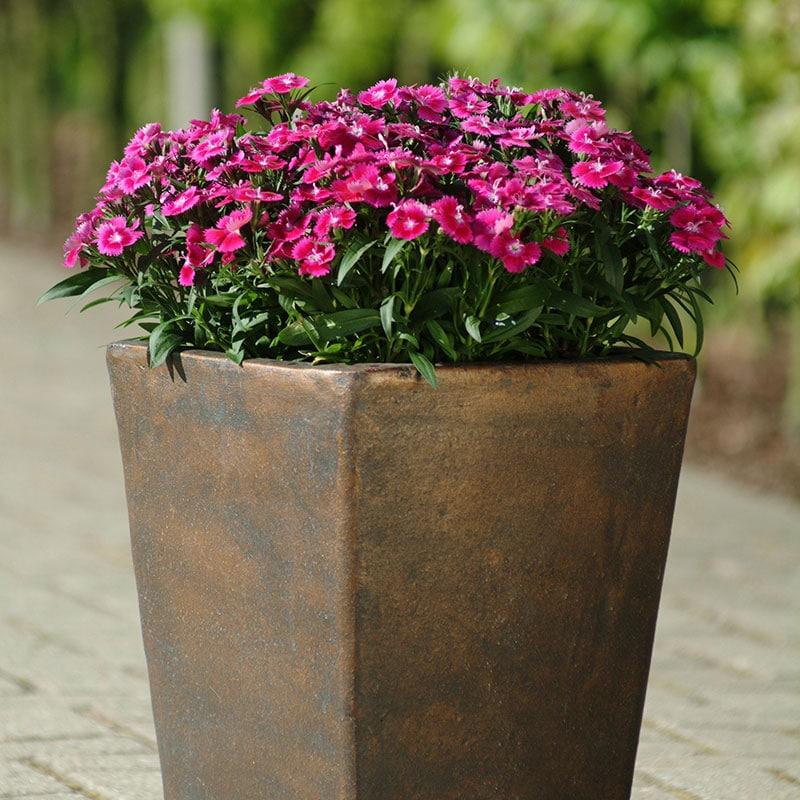 Dianthus Ideal Select Violet - View 13 from www redcrocus com