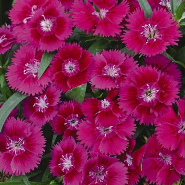 Dianthus Ideal Select Violet - View 14 from www redcrocus com