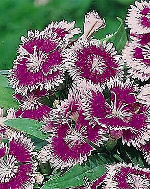 Dianthus Ideal Select Violet - View 16 from www redcrocus com