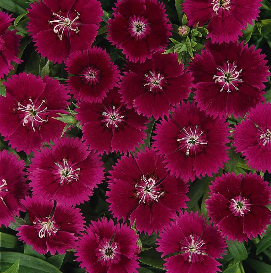 Dianthus Ideal Select Violet - View 1 from www redcrocus com