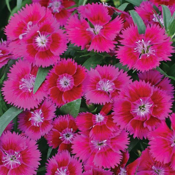 Dianthus Ideal Select Violet - View 2 from www redcrocus com