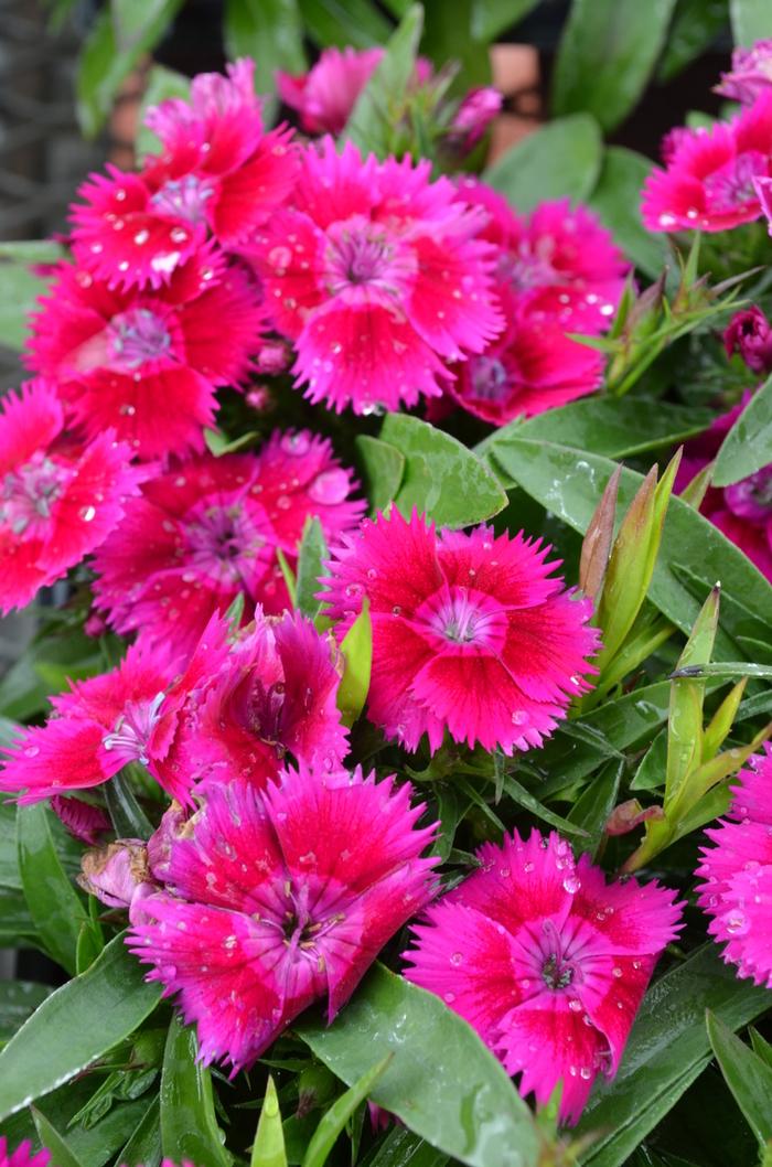 Dianthus Ideal Select Violet - View 3 from www redcrocus com