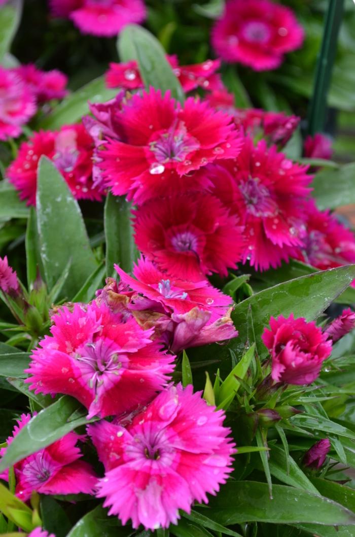 Dianthus Ideal Select Violet - View 4 from www redcrocus com