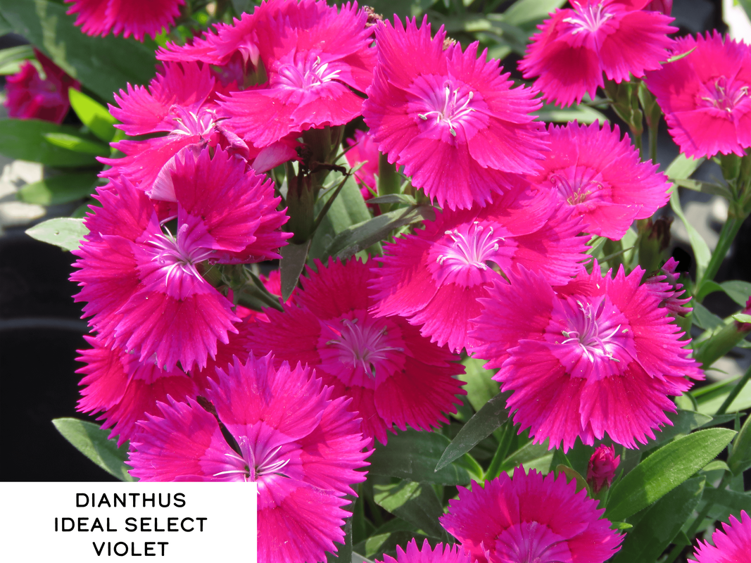Dianthus Ideal Select Violet - View 6 from www redcrocus com