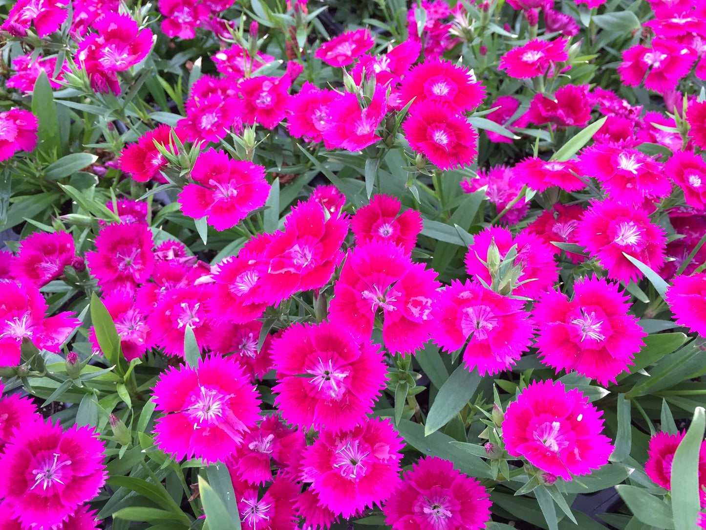 Dianthus Ideal Select Violet - View 8 from www redcrocus com