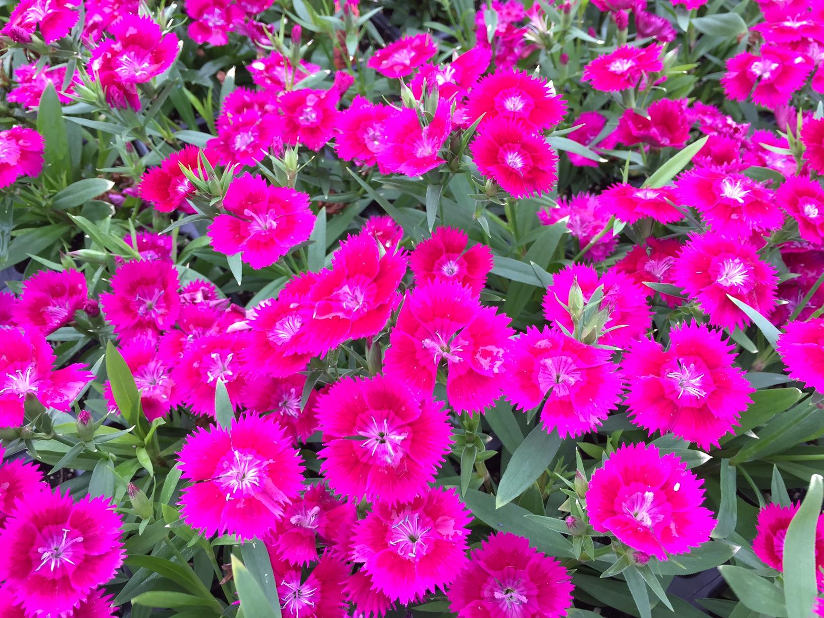 Dianthus Ideal Select Violet - View 8 from www redcrocus com
